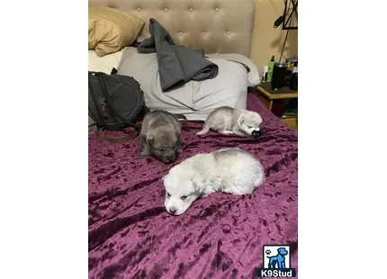 a group of wolf dog dogs lying on a bed